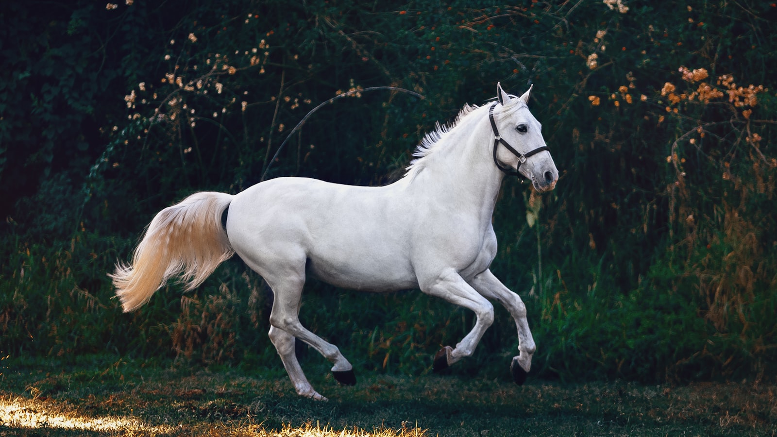 Beautiful horse in a countryside stable setting