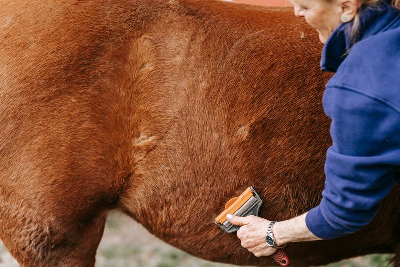 Professional horse grooming and coat care